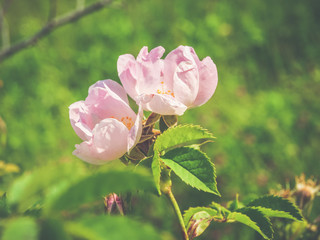 pink wild rose flower close-up. blooming wild rose in spring time