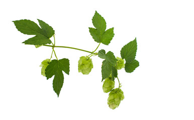 hop cones isolated