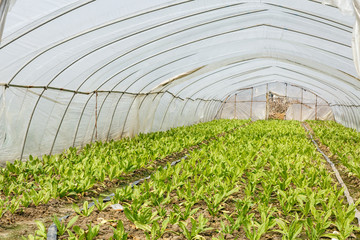 Lettuce vegetables grown in the greenhouse