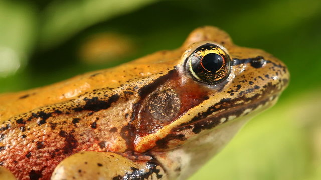 Tree frog outdoors, closeup