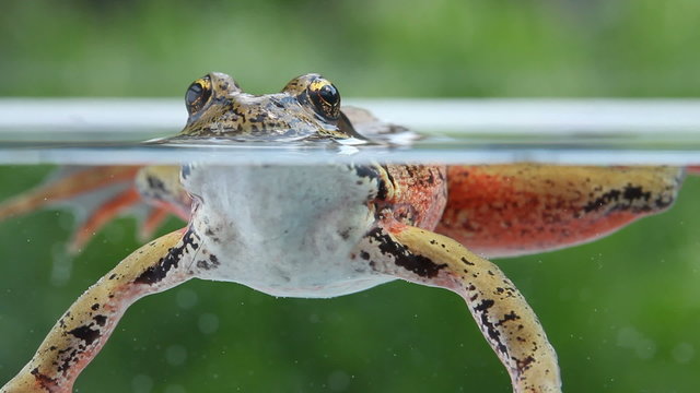 Closeup of tree frog underwater