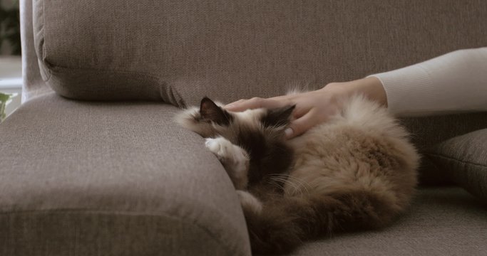 Beautiful cuddly cat sleeping on the sofa in the living room, a woman is caressing his soft fur