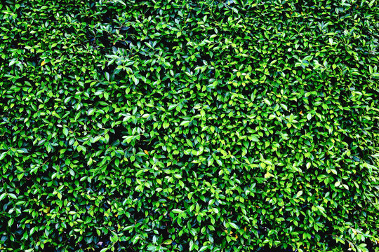 Green leaves wall background