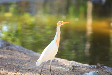 Snow white Egret by the lake