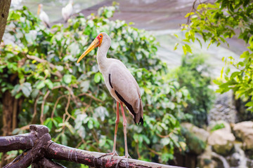 Желтоклювый аист (Mycteria ibis)