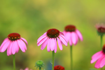 Daisy flowers in the garden