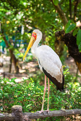 Желтоклювый аист (Mycteria ibis)