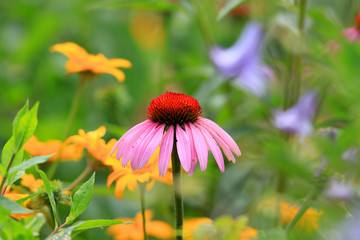 Close up shot of daisy flower