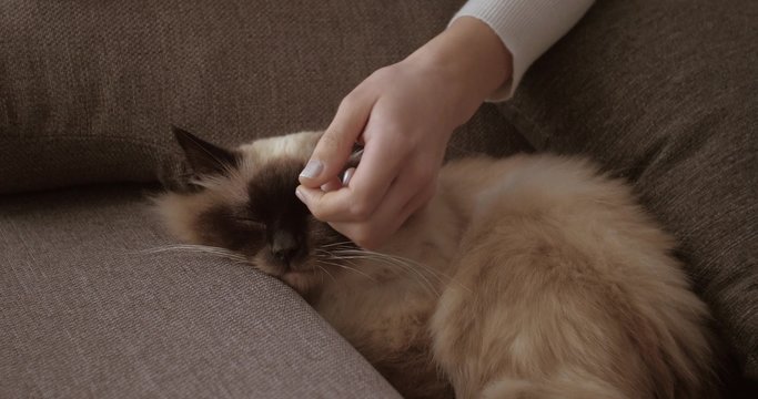 Beautiful cuddly cat sleeping on the sofa in the living room, a woman is caressing his soft fur