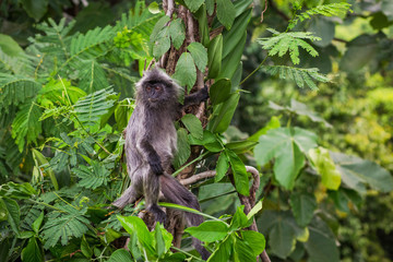 Обезьяны черные лангуры в дикой природе