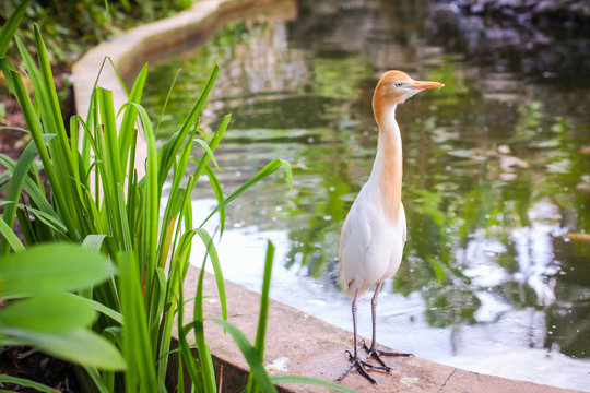 Цапля (Bubulcus ibis) в дикой природе