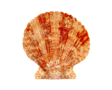 Clam Or Scallop Seashell Isolated On White Background