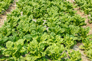 Lettuce vegetables grown in the greenhouse