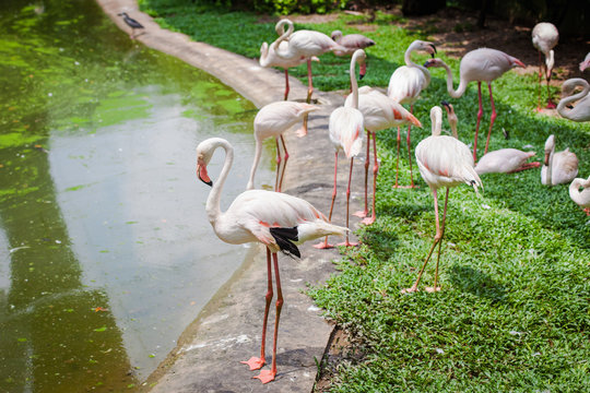 Розовые фламинго на берегу озера