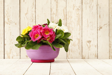 springtime, Primroses in flower pot isolated on wooden white bla