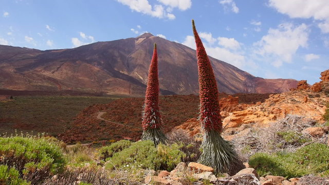 Endemic plant Tajinaste rojo(Echium wildpretii) and Teide Peak in Teide National Park, Tenerife, Canary Islands, Spain
