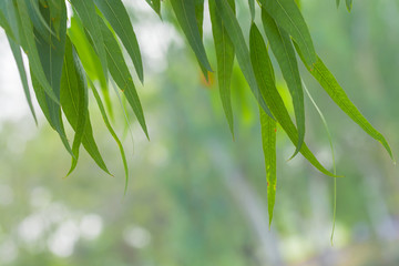 Fototapeta na wymiar Eucalyptus leaves