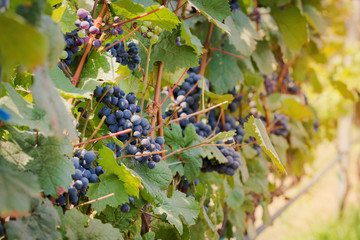 Гроздья темного винограда на ветках, время сбора урожая