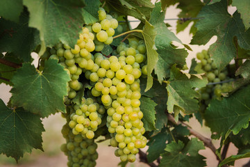 Гроздья белого винограда на ветках, время сбора урожая