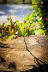 New tree growth up on dead tree as business concept can be success