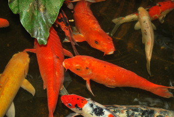 Red and Orange Carp Koi Fish in garden pond. dark background and reflection on water