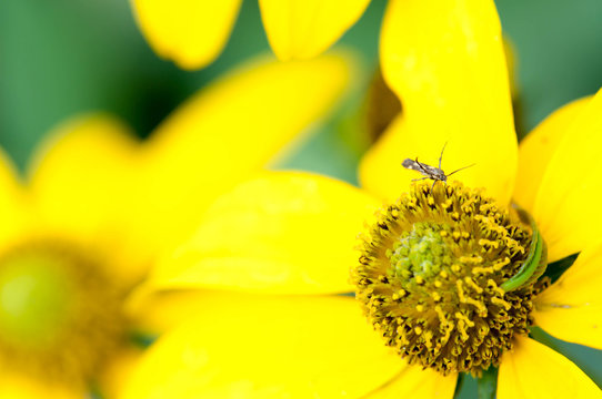 insect fly sits on a yellow flowe
