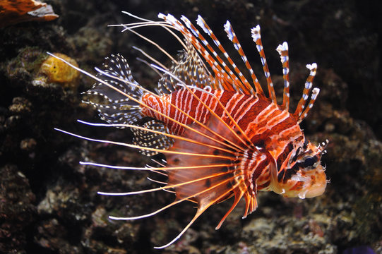 Antennen Feuerfisch