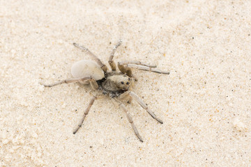 Wolf Spider in the sand in the desert of Texas