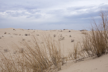  Plants on the side of a sand dune. Monahans Sandhills State Par