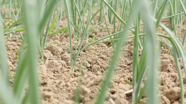 Home grown scallion onion young plants on the wind waving 4K 2160p UltraHD footage - Green young onion plants outdoor natural 4K 3840X2160 UHD video 