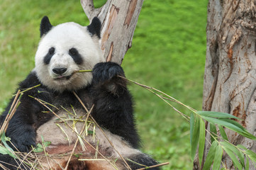 Fototapeta premium Giant panda bear eating bamboo leaf