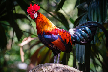 Red Jungle Fowl