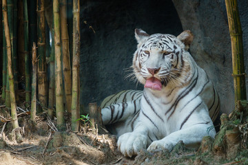 White Tiger