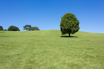 single tree at Olimpic park, Seoul with blue sky