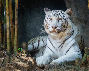 White Tiger