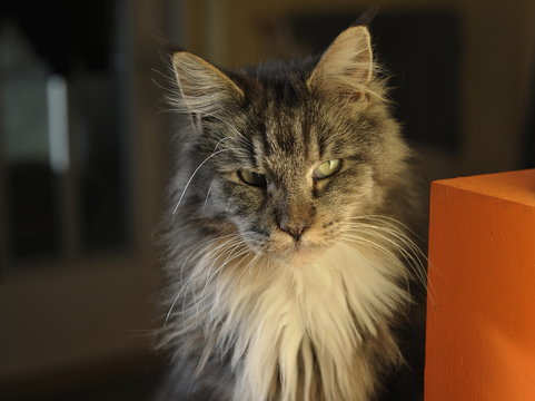 Katze neben oranger Box