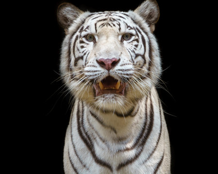 Close up white tiger