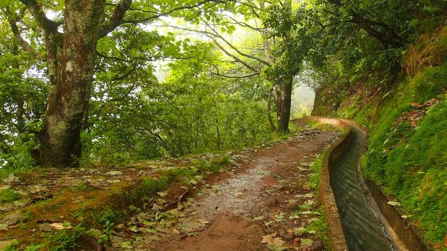 Levada Serra do Faial going from Ribeiro Frio to Portela on Madeira Island, Portugal
