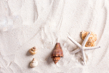 Fototapeta na wymiar sea shells with sand as background and copyspace, summer concept