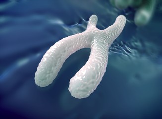 Human chromosome