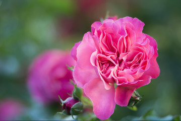 Pink roses blossoms