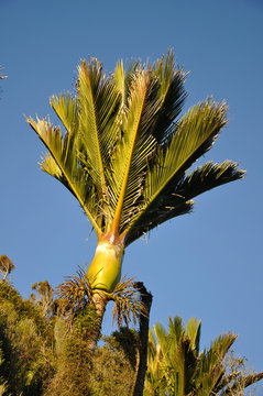 Nikau Palms
