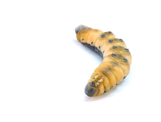 Caterpillar larva worm