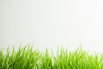 Green grass on white background