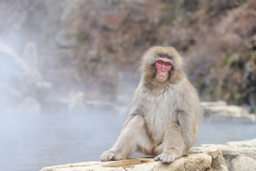 Monkey in a natural onsen (hot spring), located in Jigokudani Monkey Park or Snow Monkey, Nagono Japan. 