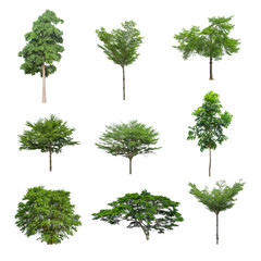 Tree collection set isolated