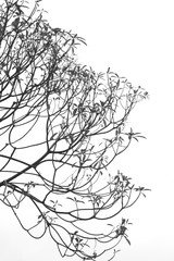 Obraz premium Tree branch.