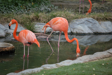 American Flamingos ( Phoenicopterus ruber ruber)