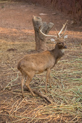 red deer