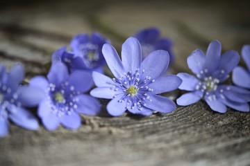 blue spring flowers on wooden table